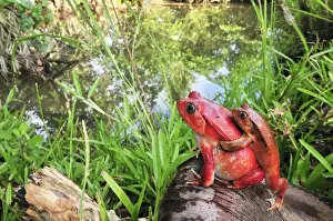 Tomato Frog - Amplexus - Maroantsetra - North East Madagascar