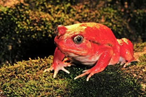 Madagascar Gallery: Tomato Frog (Dyscophus antongilli)