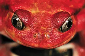 Tomato Frog - Maroantsetra - North East Madagascar