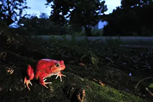 Tomato Frog - Maroantsetra - North East Madagascar