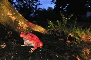 Tomato Frog - Maroantsetra - North East Madagascar