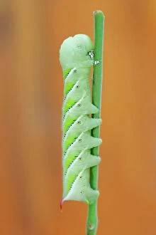 Images Dated 29th August 2004: Tomato Hornworm - gerden / crop pest