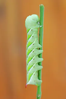 Moth Collection: Tomato Hornworm - gerden / crop pest