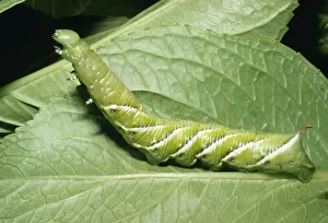 Tomato Hornworm Moth Larvae. Throughout California, USA
