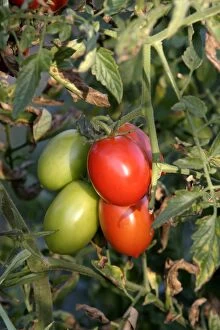 Images Dated 19th September 2003: Tomato plant - showing growth / development of green (unripe) and red (ripe) fruits. Alsace. France