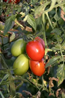 Tomato plant - showing growth / development of green (unripe) and red (ripe) fruits. Alsace. France