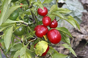 Images Dated 19th October 2007: Tomato shaped red peppers / pimentos