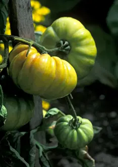 Tomato Vintage Wine - The yellow flower is Targetes - planted to attract predators - September Cambridgeshire garden. UK