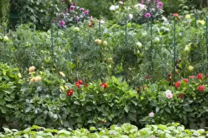 Tomato Prints: Tomatoes growing in Allotment / Vegetable Garden / Kitchen Garden with flowers