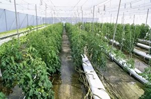 Images Dated 1st June 2010: Tomatoes - growing - using hydroponics - Midway Atoll - Pacific