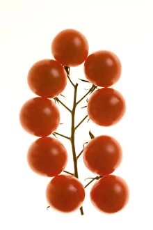 Images Dated 28th July 2006: Tomatoes - on the vine