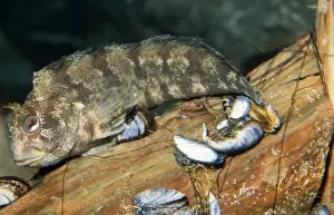 Mussel Prints: Tompot Blenny UK