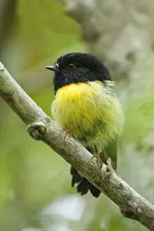 Tomtit - sitting on a branch in temperate rainforest