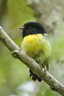 Tomtit sitting on a branch in temperate rainforest Westland National Park, West Coast, South Island, New Zealand