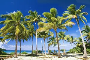 Palms Prints: Tonga AU 132 JLR Taunga Island Vava'u Group Kingdom of Tonga © J-M La Roque / ARDEA LONDON