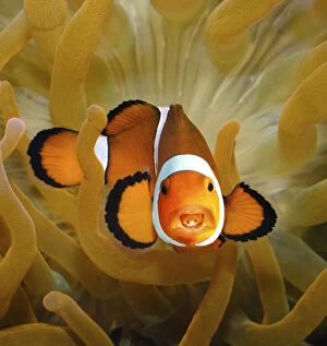 Tongue-eating louse on a Clownfish
