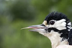 Tongue of Great-Spotted Woodpecker