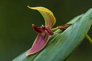 Tongue-Like Lip Pleurothallis, orchid, Antioquia, Colombia