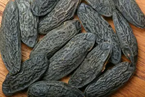 Bean Prints: Tonka bean