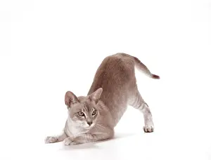 Tabby Prints: Tonkinese Blue Tabby Cat JD 11610 © John Daniels / ARDEA LONDON