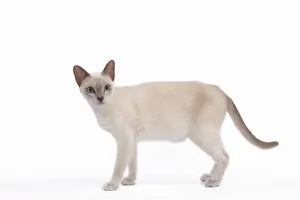 Tonkinese cat - Lilac - in studio