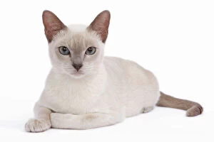 Images Dated 27th September 2009: Tonkinese Cat - Lilac in studio