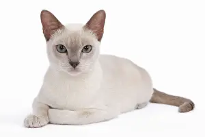 Relaxation Prints: Tonkinese Cat - Lilac in studio
