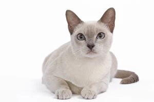 Images Dated 27th September 2009: Tonkinese Cat - Lilac in studio
