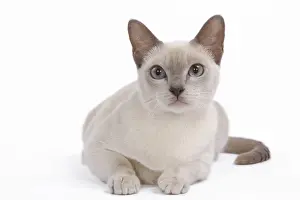 Tonkinese Cat - Lilac in studio