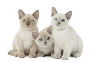 Burmese Gallery: Tonkinese Cat (Siamese and Burmese cross) kittens