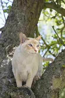 Tonkonese Cat Sitting on tree branch Norfolk UK
