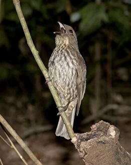 Bowerbird Gallery: Tooth-billed Bowerbird - in rainforest above its