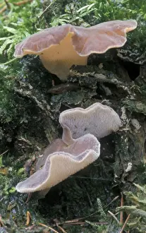 Jelly Prints: Toothed Jelly Fungus - The Netherlands - Overijssel