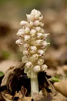 Maples Prints: Toothwort (Lathraea squamaria), parasitic on hazel and maple. Uncommon in UK