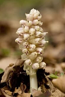 Images Dated 20th April 2006: Toothwort, parasitic on hazel and maple