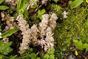 Toothwort; root parasite on hazel and maple