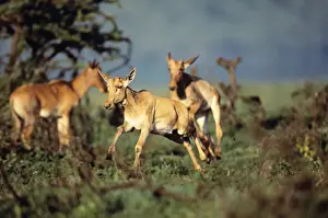 Topi Prints: Topi - calf leaping - Masai Mara National Reserve - Kenya JFL11982
