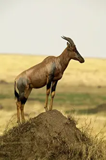 Topi Maasai Mara, Kenya, Africa