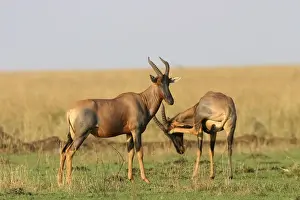 Topi Two together Maasai Mara, Kenya, Africa