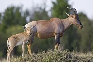 Topi - mother and young calf