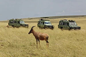 Vehicles Gallery: Topi and three safari vehicles, Damaliscus