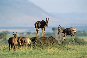 Topi Prints: Topi - small group - one leaping - Masai Mara National Reserve - Kenya JFL11976