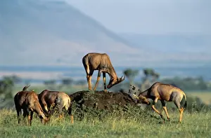 Topi Prints: Topi - small group - one rubbing face on dirt mound - possibly a scenting behaviour - Masai Mara National Reserve