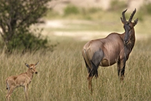 Images Dated 26th August 2004: Topi / Tsessebi - adult & young. Maasai Mara National Park - Kenya - Africa