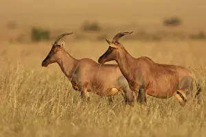 Topi Prints: Topi / Tsessebi. Maasai Mara National Park - Kenya - Africa