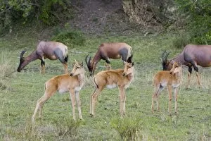 Images Dated 5th December 2005: Topi - young calves with horns just beginning to grow - Masai Mara Reserve - Kenya