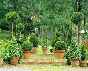 Topiary garden Gembrook, Dandenong Ranges, Victoria, Australia JLR05851