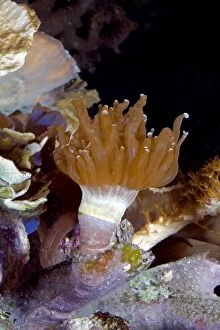 Torch Coral from Indo-Pacific Ocean photographed in aquarium