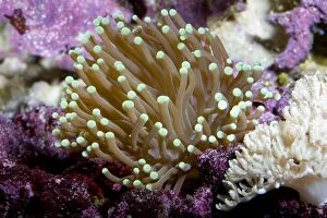Torch Coral photographed in aquarium