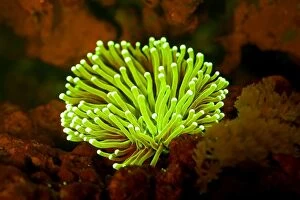 Bioluminescence Gallery: Torch Coral showing fluorescent colors when photographed